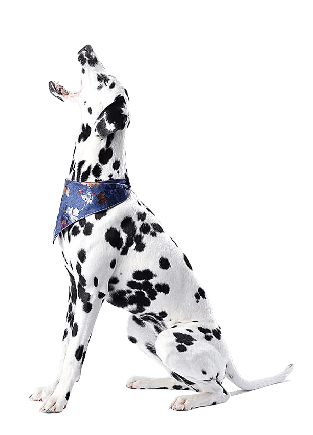 services-01-free-img.jpg-Photoroom